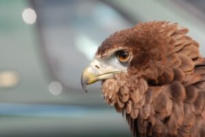 kisah burung elang dan petani