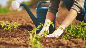 Hal yang perlu diketahui tentang berkebun bagi pemula