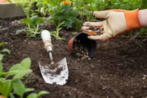 Referensi jenis benih sayuran bagi pemula berkebun